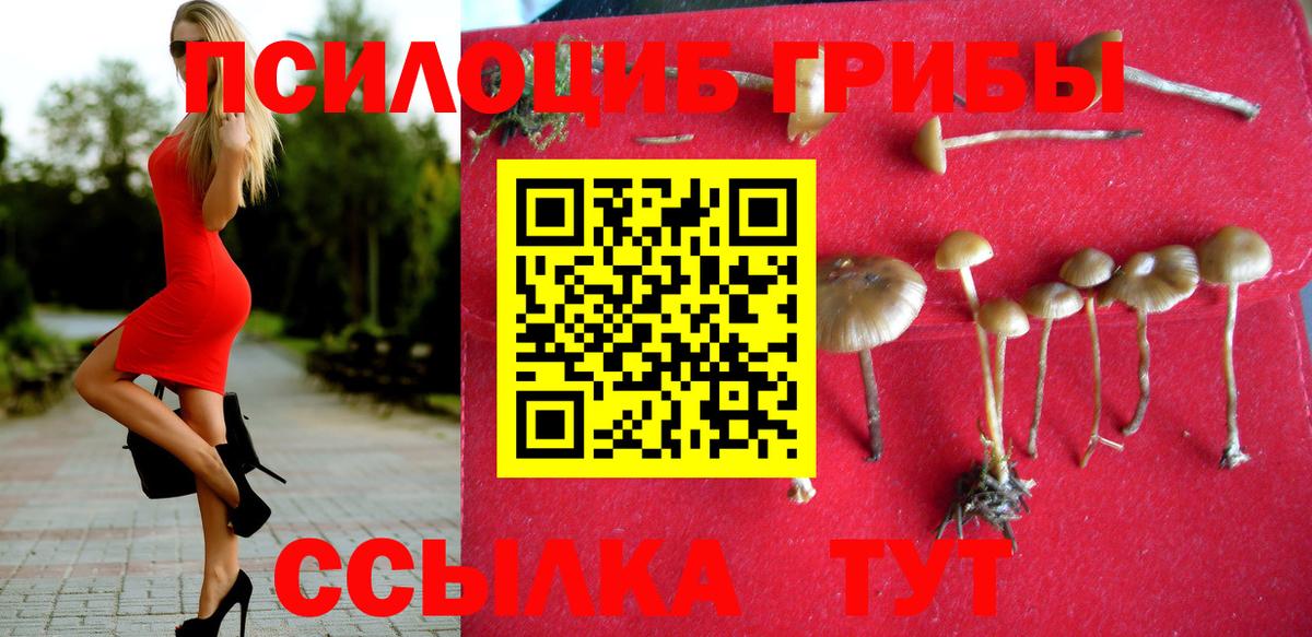 Псилоцибиновые грибы Psilocybe  Вход с VPN  Кунгур 